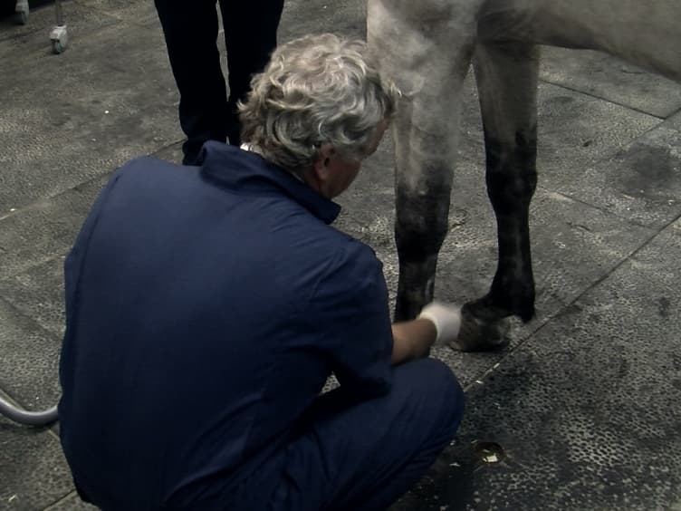 <em>In Vivo</em> Imaging and Tracking of Technetium-99m Labeled Bone Marrow Mesenchymal Stem Cells in Equine Tendinopathy