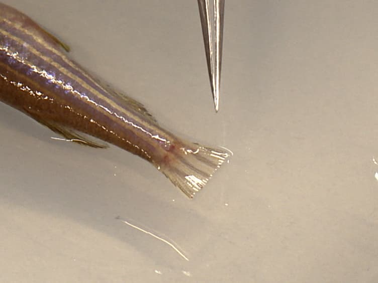 Use of the TetON System to Study Molecular Mechanisms of Zebrafish Regeneration