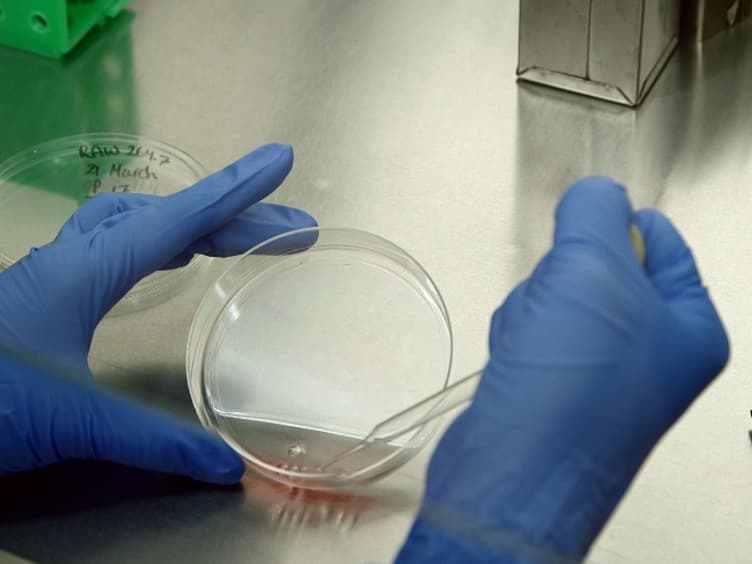 Transfecting RAW264.7 Cells with a Luciferase Reporter Gene