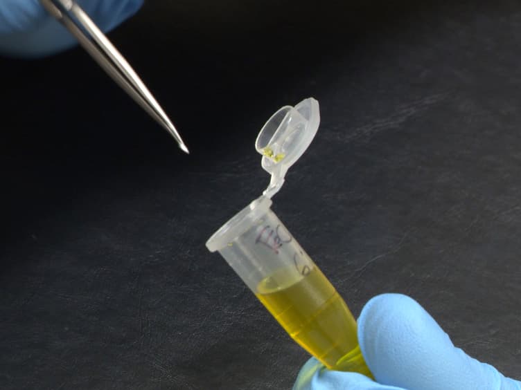 Ferric Chloride-induced Thrombosis Mouse Model on Carotid Artery and Mesentery Vessel