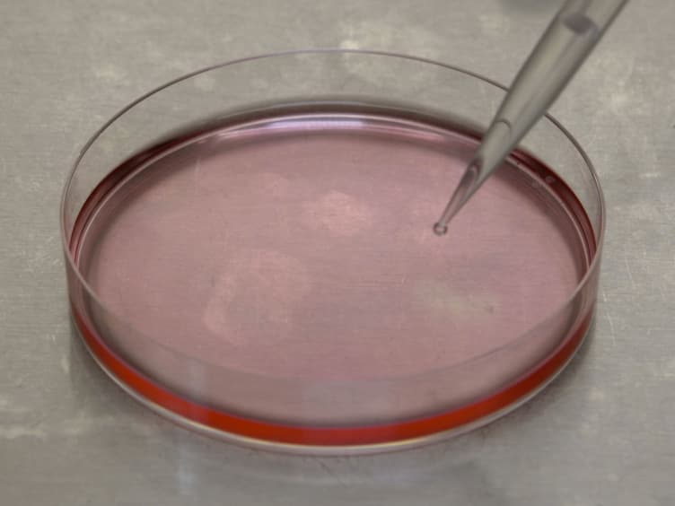 Co-immunoprecipitation of the Mouse Mx1 Protein with the Influenza A Virus Nucleoprotein