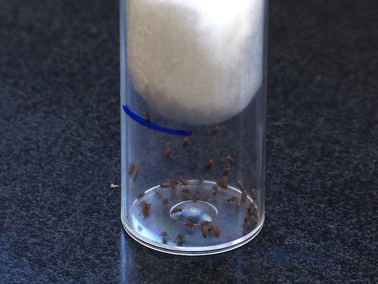A Method to Inflict Closed Head Traumatic Brain Injury in Drosophila