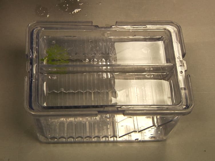 Microbead Implantation in the Zebrafish Embryo