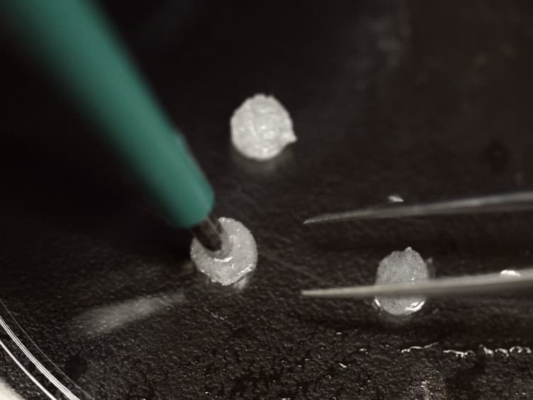 Engineered 3D Silk-collagen-based Model of Polarized Neural Tissue