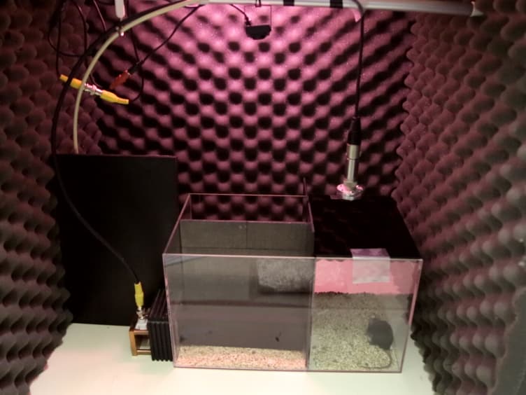 Determining Ultrasonic Vocalization Preferences in Mice using a Two-choice Playback Test