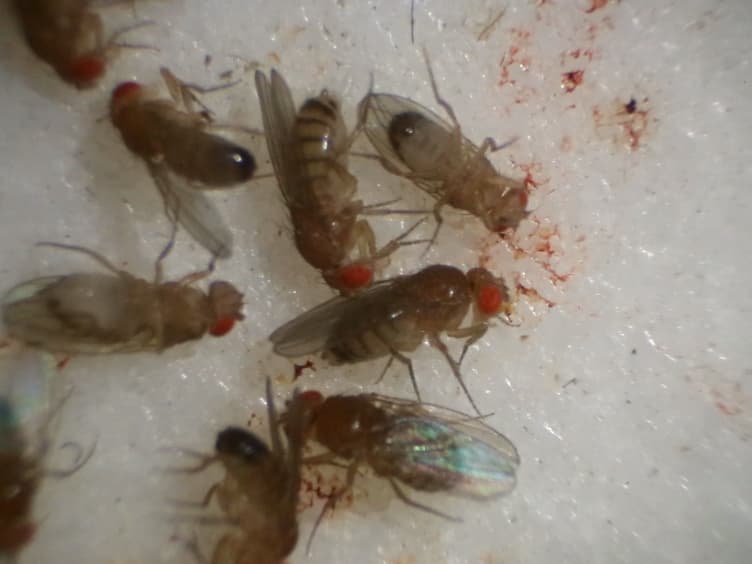 Preparation of Mitochondrial Enriched Fractions for Metabolic Analysis in <em>Drosophila</em>