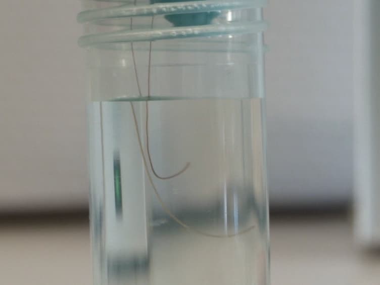Chronic Constriction Injury of the Rat's Infraorbital Nerve (IoN-CCI) to Study Trigeminal Neuropathic Pain