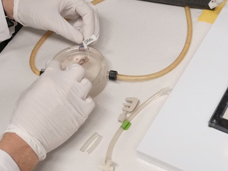 Spatiotemporal Mapping of Motility in Ex Vivo Preparations of the Intestines