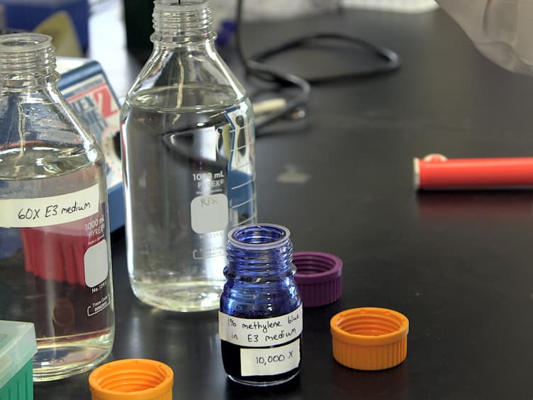 High Throughput <em>Danio Rerio</em> Energy Expenditure Assay