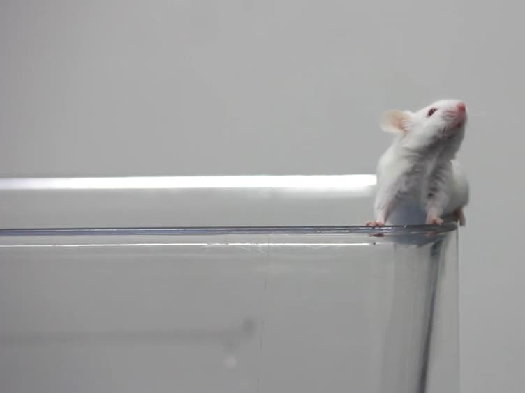 A Simple Alternative to Stereotactic Injection for Brain Specific Knockdown of miRNA