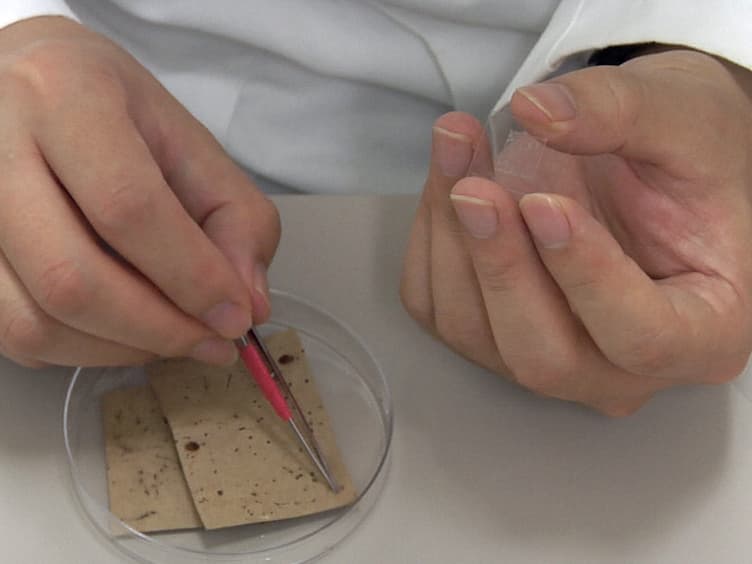 Using Single Sensillum Recording to Detect Olfactory Neuron Responses of Bed Bugs to Semiochemicals