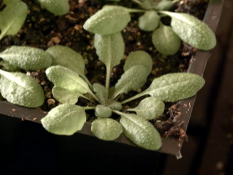 Bacterial Leaf Infiltration Assay for Fine Characterization of Plant Defense Responses using the Arabidopsis thaliana-Pseudomonas syringae Pathosystem
