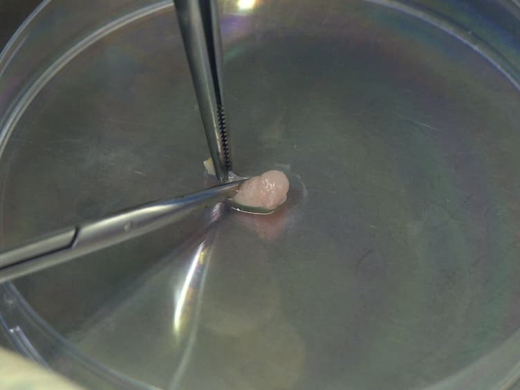 Isolation of Sertoli Cells and Peritubular Cells from Rat Testes