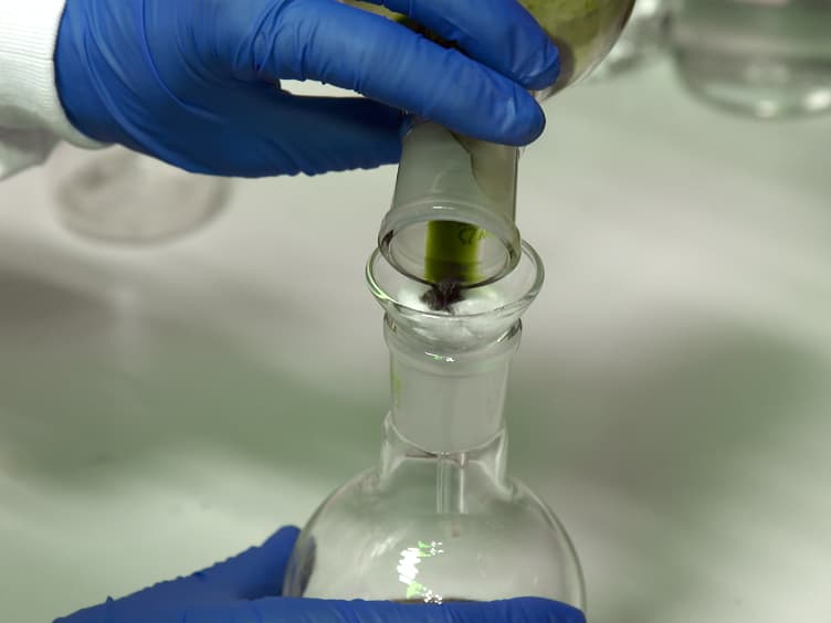 Water in Oil Emulsions: A New System for Assembling Water-soluble Chlorophyll-binding Proteins with Hydrophobic Pigments