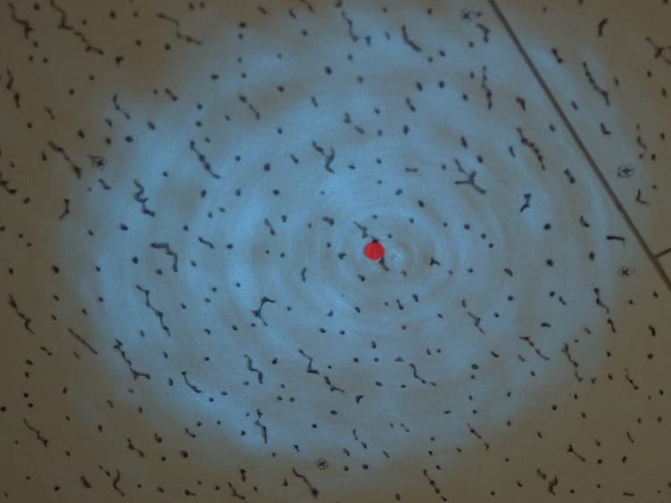 Real-time Imaging of Plant Cell Surface Dynamics with Variable-angle Epifluorescence Microscopy