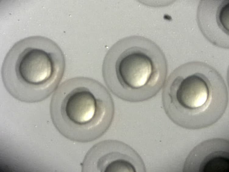 Imaging Subcellular Structures in the Living Zebrafish Embryo