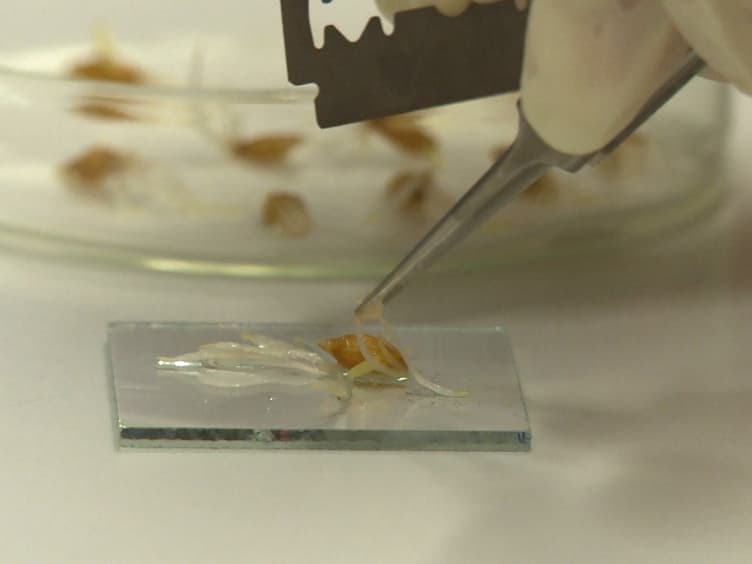 A Fast Air-dry Dropping Chromosome Preparation Method Suitable for FISH in Plants