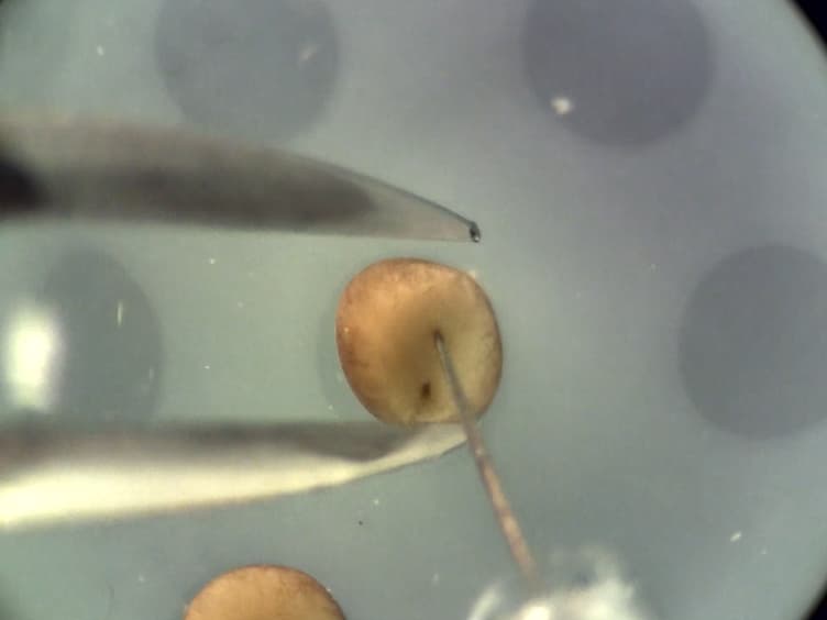 Stem cell-like Xenopus Embryonic Explants to Study Early Neural Developmental Features In Vitro and In Vivo