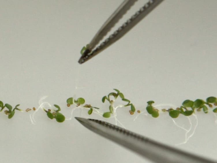 Lateral Root Inducible System in Arabidopsis and Maize