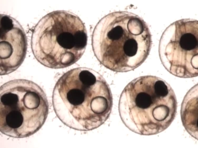 Salinity-dependent Toxicity Assay of Silver Nanocolloids Using Medaka Eggs