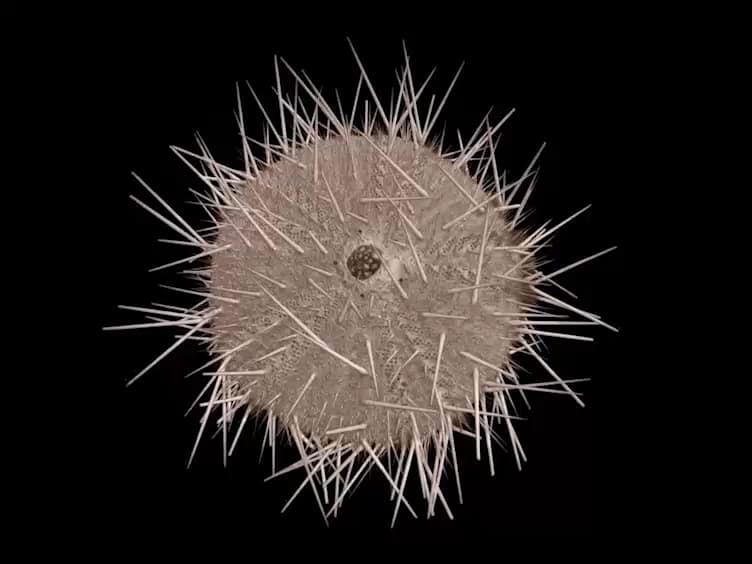 A Protocol for Bioinspired Design: A Ground Sampler Based on Sea Urchin Jaws
