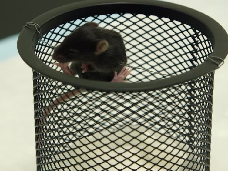 A Battery of Motor Tests in a Neonatal Mouse Model of Cerebral Palsy