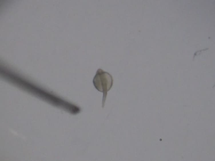 Tracking Cells in GFP-transgenic Zebrafish Using the Photoconvertible PSmOrange System