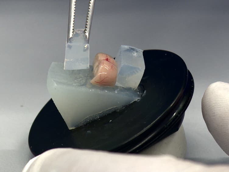 <em>Ex Vivo</em> Optogenetic Dissection of Fear Circuits in Brain Slices