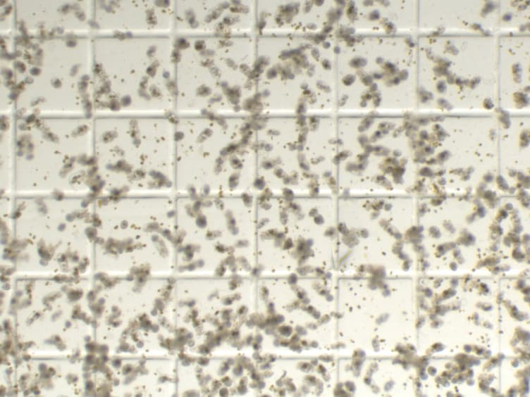 The Complete and Updated "Rotifer Polyculture Method" for Rearing First Feeding Zebrafish