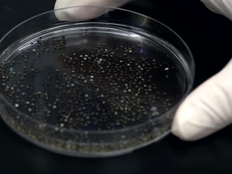 Technique to Target Microinjection to the Developing Xenopus Kidney