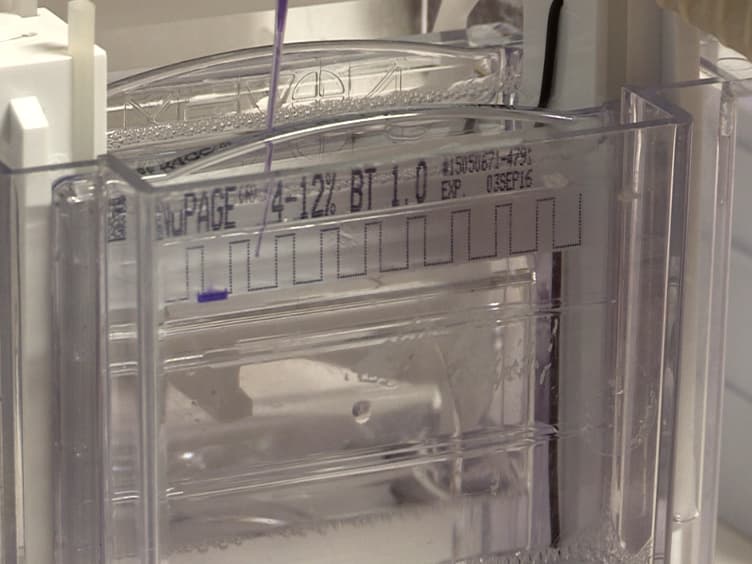 In Vitro Disassembly of Influenza A Virus Capsids by Gradient Centrifugation