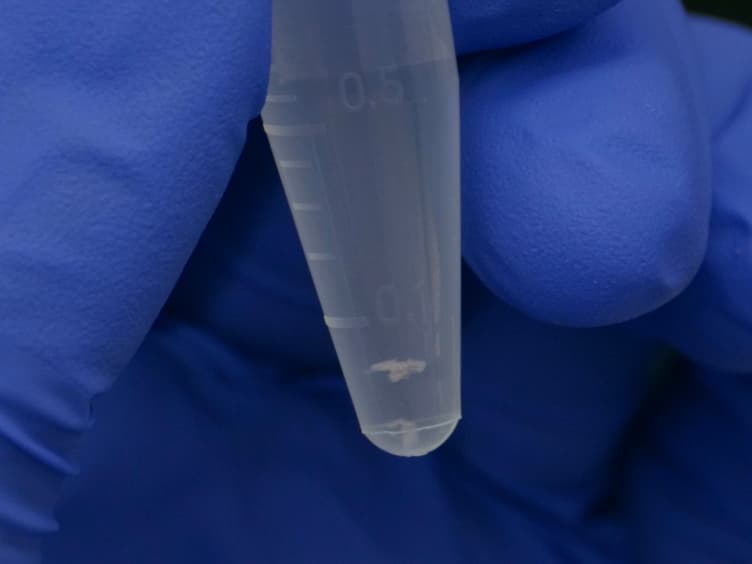A Method to Target and Isolate Airway-innervating Sensory Neurons in Mice