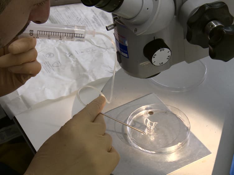 A Step by Step Protocol for Subretinal Surgery in Rabbits