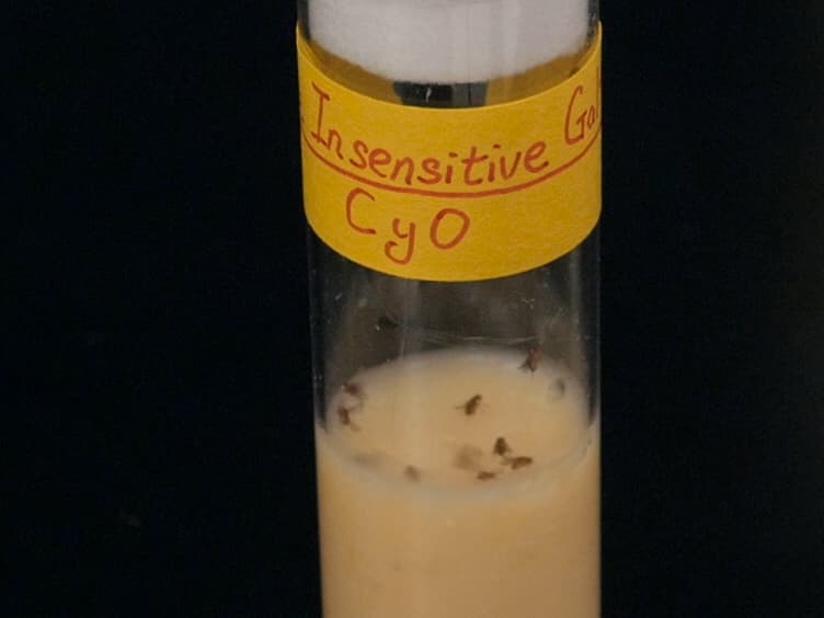 In Vivo Biosensor Tracks Non-apoptotic Caspase Activity in Drosophila