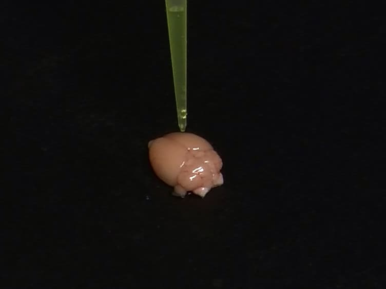 Bioluminescence Imaging to Detect Late Stage Infection of African Trypanosomiasis