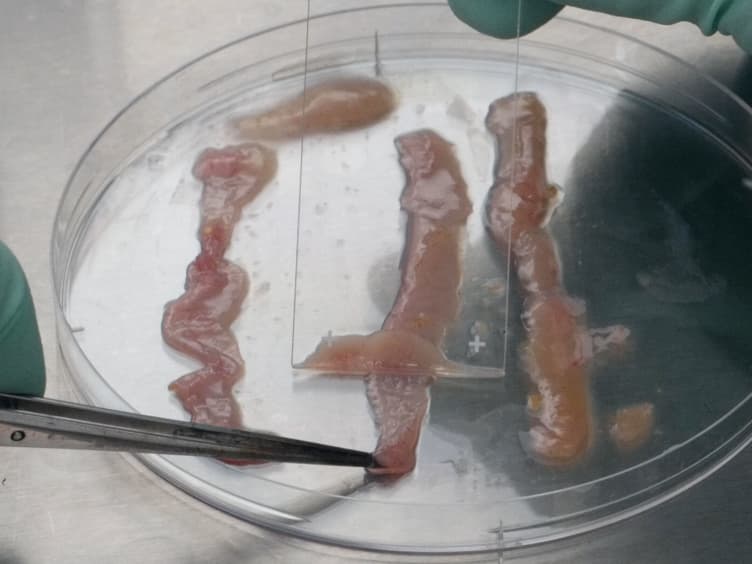 The Ex Vivo Culture and Pattern Recognition Receptor Stimulation of Mouse Intestinal Organoids