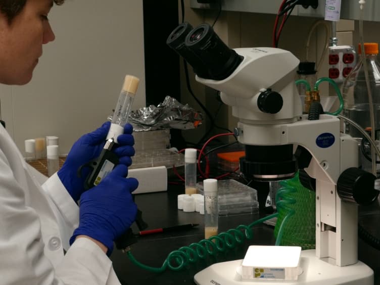 Measurement of Carbon Dioxide Production from Radiolabeled Substrates in <em>Drosophila melanogaster</em>
