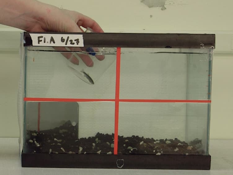 Boldness, Aggression, and Shoaling Assays for Zebrafish Behavioral Syndromes