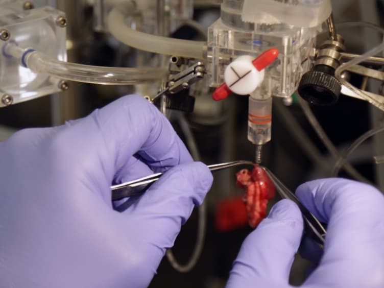 Rodent Working Heart Model for the Study of Myocardial Performance and Oxygen Consumption