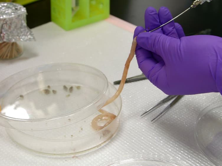 Improved Swiss-rolling Technique for Intestinal Tissue Preparation for Immunohistochemical and Immunofluorescent Analyses