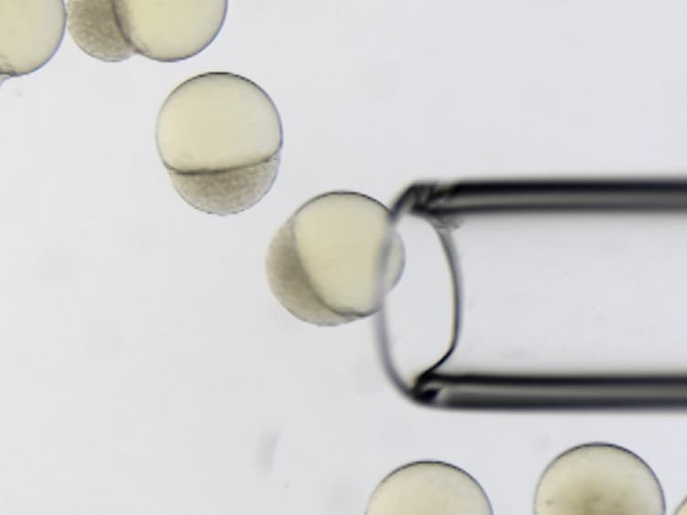 Generation of Parabiotic Zebrafish Embryos by Surgical Fusion of Developing Blastulae