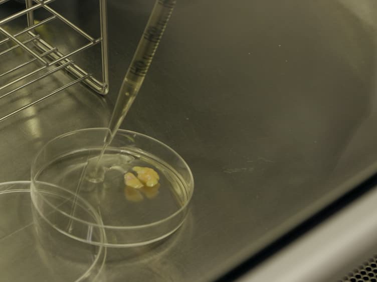 An Efficient Method to Obtain Dedifferentiated Fat Cells
