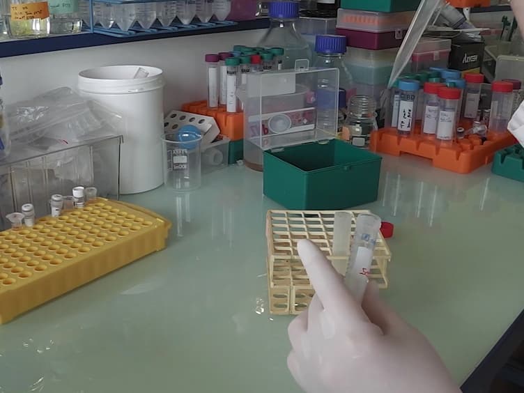 An Easy Method for Plant Polysome Profiling