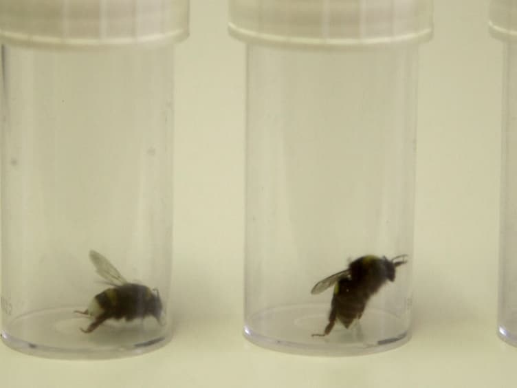 A Novel Behavioral Assay to Investigate Gustatory Responses of Individual, Freely-moving Bumble Bees (Bombus terrestris)