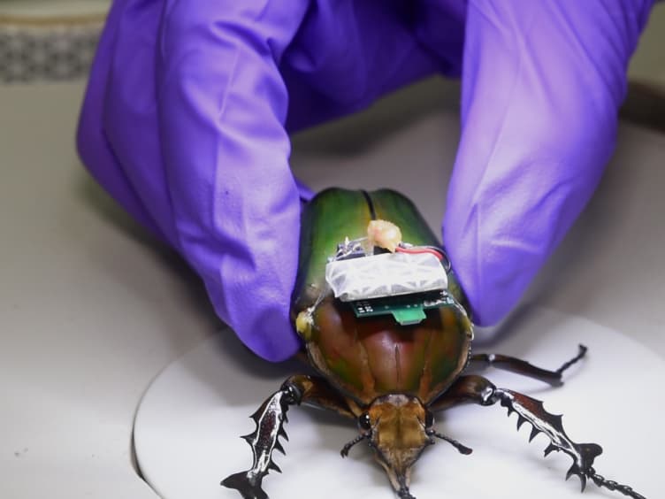 Insect-machine Hybrid System: Remote Radio Control of a Freely Flying Beetle (<em>Mercynorrhina torquata</em>)