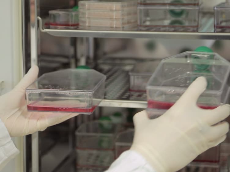 <em>In Vitro</em> Permeation of FITC-loaded Ferritins Across a Rat Blood-brain Barrier: a Model to Study the Delivery of Nanoformulated Molecules