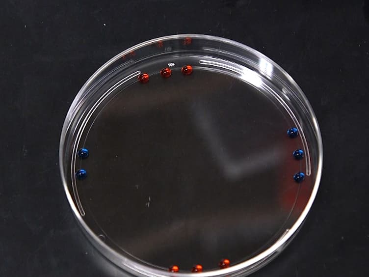 Taste Preference Assay for Adult <em>Drosophila</em>