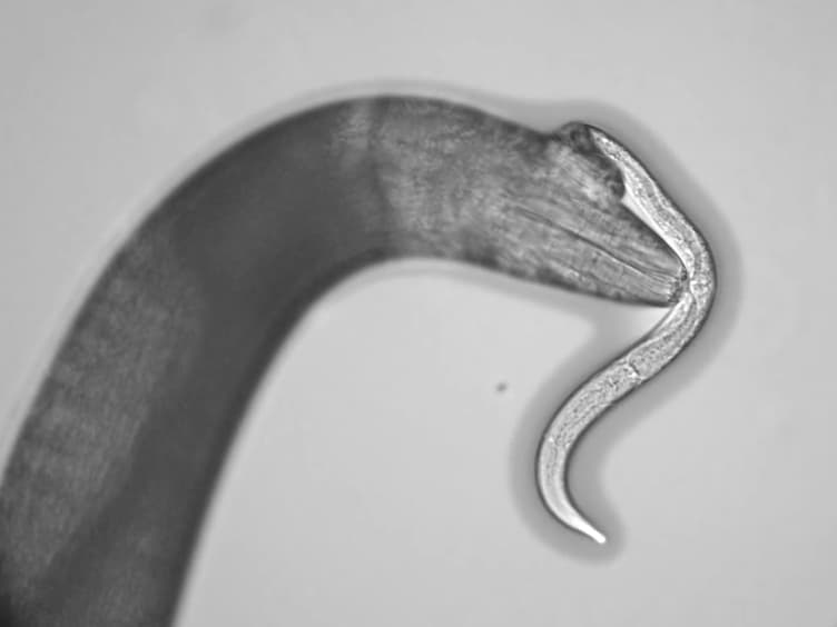 Assaying Predatory Feeding Behaviors in Pristionchus and Other Nematodes