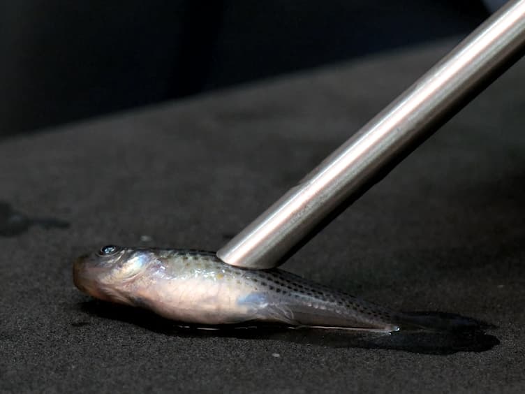 Assays to Detect UV-reflecting Structures and Determine their Importance in Mate Preference using the Sailfin Molly <em>Poecilia latipinna</em>