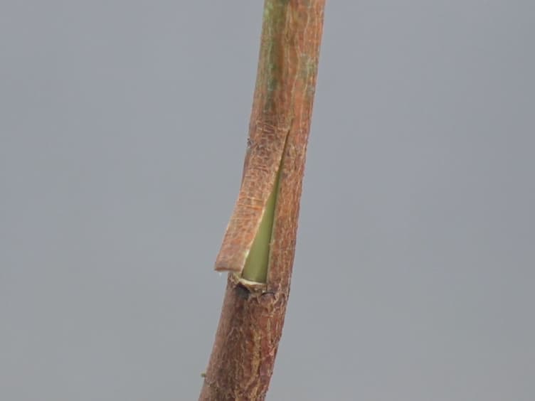 The Use of Induced Somatic Sector Analysis (ISSA) for Studying Genes and Promoters Involved in Wood Formation and Secondary Stem Development